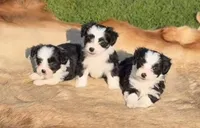 Black male, a male Maltese and Miniature Australian Shepherd for sale in Russell, MN – 2 of 2