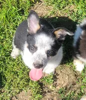 Mini Texas Heeler male, a male Australian Cattle Dog and Miniature Australian Shepherd for sale in Russell, MN – 1 of 3