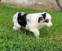 Blue merle male, a male Miniature Australian Shepherd for sale in Russell, MN – 4 of 4
