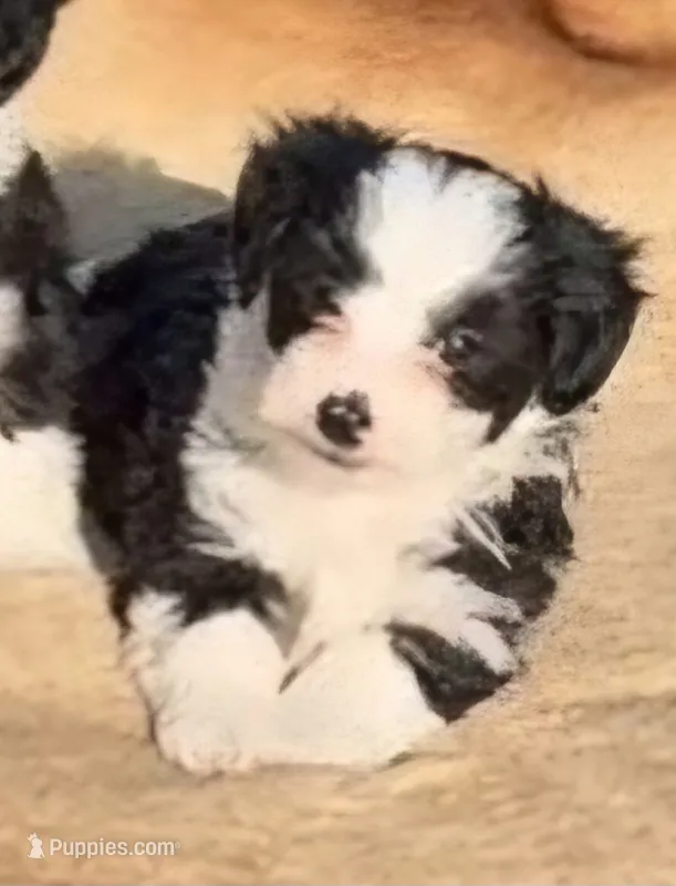Black male – Maltese, Miniature Australian Shepherd puppy for sale in Russell, MN