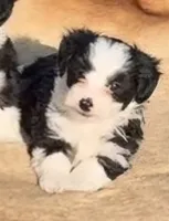 Black male, a male Maltese and Miniature Australian Shepherd for sale in Russell, MN – 1 of 2