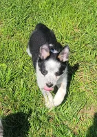 Mini Texas Heeler male, a male Australian Cattle Dog and Miniature Australian Shepherd for sale in Russell, MN – 3 of 3