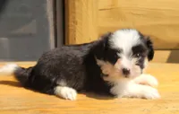 BT toy, a male Miniature Australian Shepherd for sale in Russell, MN – 8 of 9