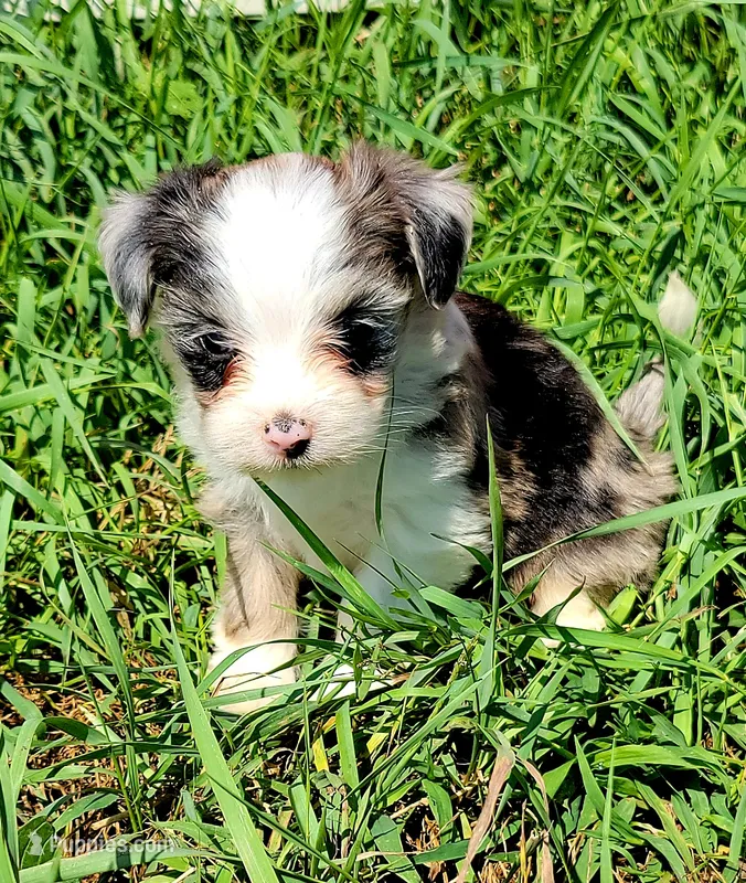 Blue Merle F – Maltese, Miniature Australian Shepherd puppy for sale in Russell, MN