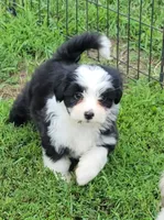 BT toy, a male Miniature Australian Shepherd for sale in Russell, MN – 3 of 9