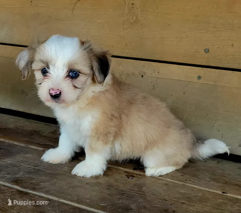 Red merle female – Maltese, Miniature Australian Shepherd puppy for sale in Russell, MN