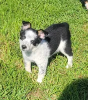 Mini Texas Heeler male, a male Australian Cattle Dog and Miniature Australian Shepherd for sale in Russell, MN – 2 of 3