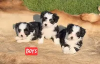 BT toy, a male Miniature Australian Shepherd for sale in Russell, MN – 7 of 9