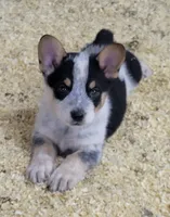 Cowboy corgi girl, a female Australian Cattle Dog and Pembroke Welsh Corgi for sale in Russell, MN – Photo 2 of 2