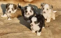 Red merle female, a female Maltese and Miniature Australian Shepherd for sale in Russell, MN – 2 of 2