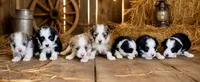 Blue Merle F, a female Maltese and Miniature Australian Shepherd for sale in Russell, MN – 3 of 3