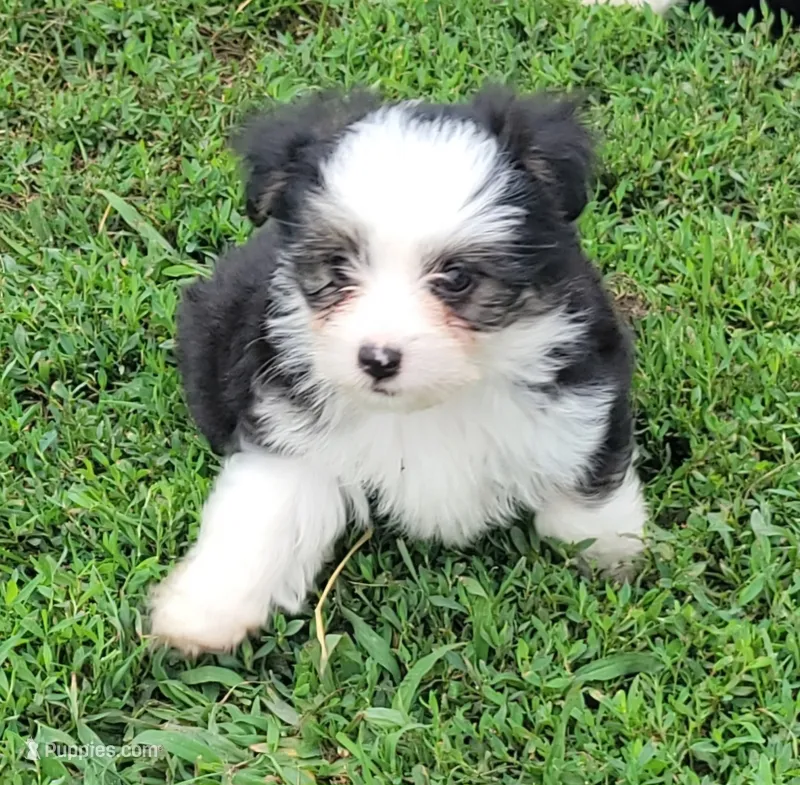 BT toy – Maltese, Miniature Australian Shepherd puppy for sale in Russell, MN