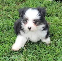 BT toy, a male Miniature Australian Shepherd for sale in Russell, MN – 1 of 9