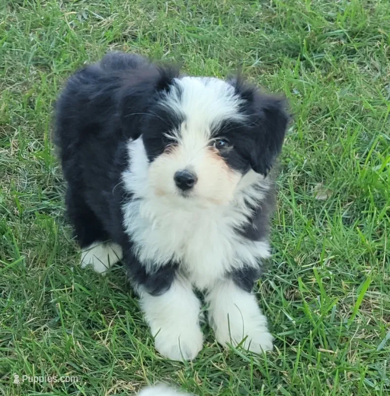 Black male – Miniature Australian Shepherd puppy for sale in Russell, MN