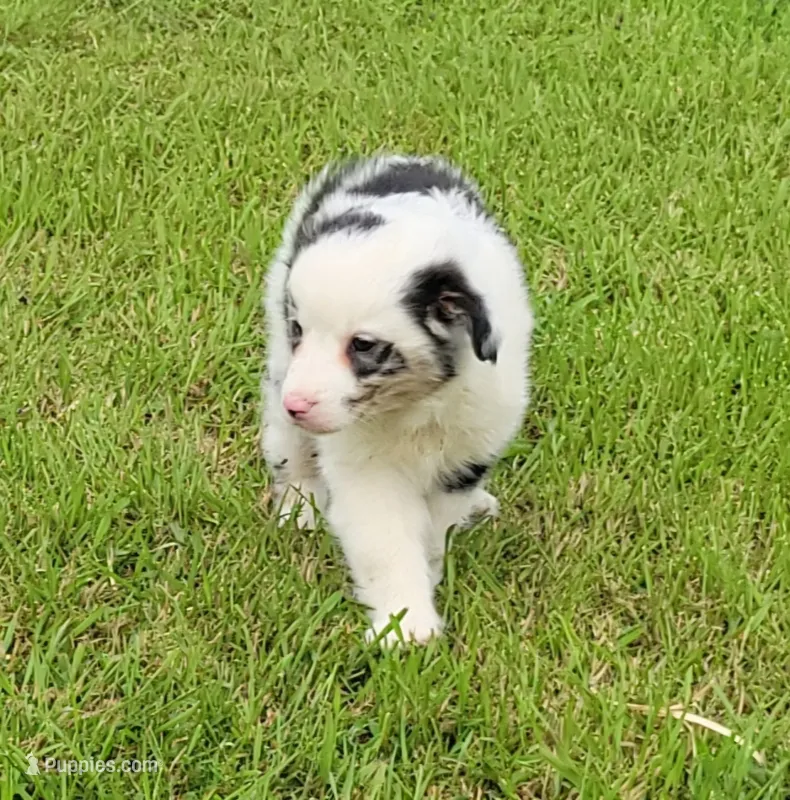 Blue merle male – Miniature Australian Shepherd puppy for sale in Russell, MN
