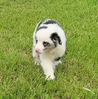 Blue merle male, a male Miniature Australian Shepherd for sale in Russell, MN – 1 of 4