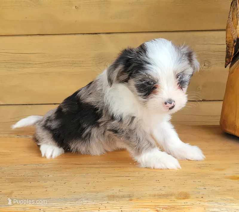 Blue Merle F – Maltese, Miniature Australian Shepherd puppy for sale in Russell, MN