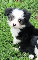 BT toy, a male Miniature Australian Shepherd for sale in Russell, MN – 2 of 9