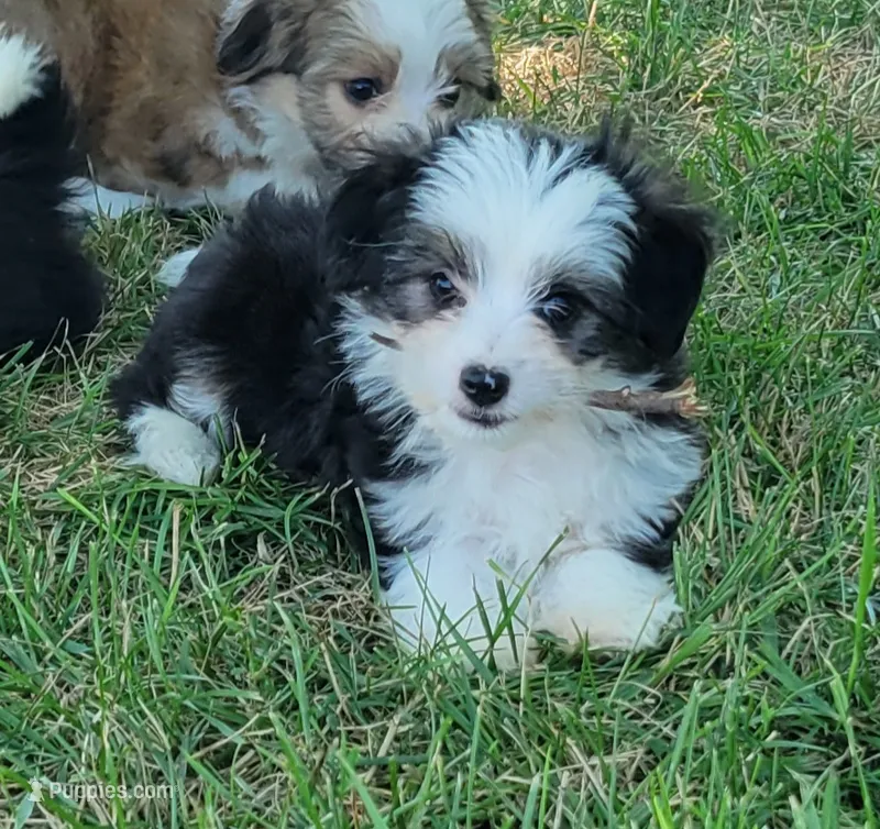 BT toy – Miniature Australian Shepherd puppy for sale in Russell, MN