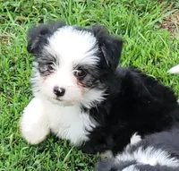 BT toy, a male Miniature Australian Shepherd for sale in Russell, MN – 6 of 9