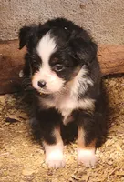 processed/8dbb4a0d-7b64-4761-8fe7-784247fc7864/listing/a913bb29-a304-4304-bf6d-ad11fcc97ce7/31ac786a-a8cf-49e4-ad44-10065598ede1