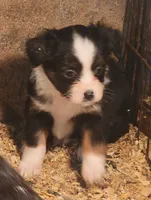 processed/8dbb4a0d-7b64-4761-8fe7-784247fc7864/listing/a913bb29-a304-4304-bf6d-ad11fcc97ce7/b64cd69b-9543-4f2a-9a79-b10704b27bbb