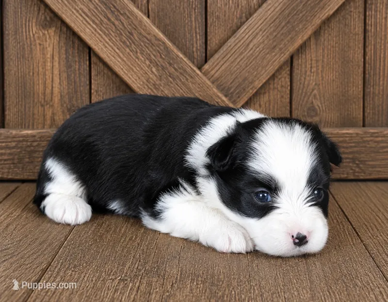 BT toy – Maltese, Miniature Australian Shepherd puppy for sale in Russell, MN