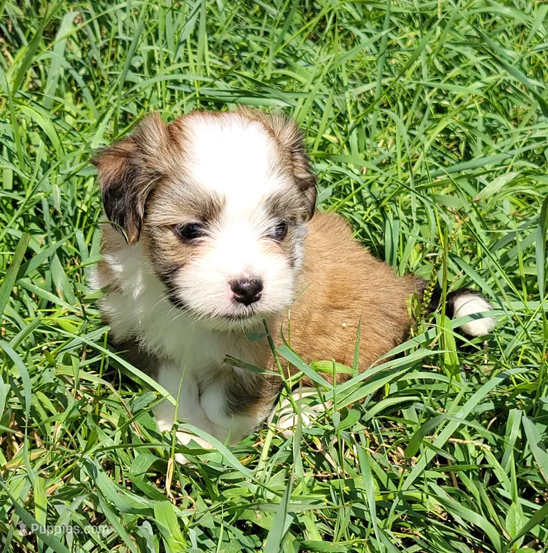 Sable F – Maltese, Miniature Australian Shepherd puppy for sale in Russell, MN