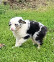 Blue merle male, a male Miniature Australian Shepherd for sale in Russell, MN – 2 of 4