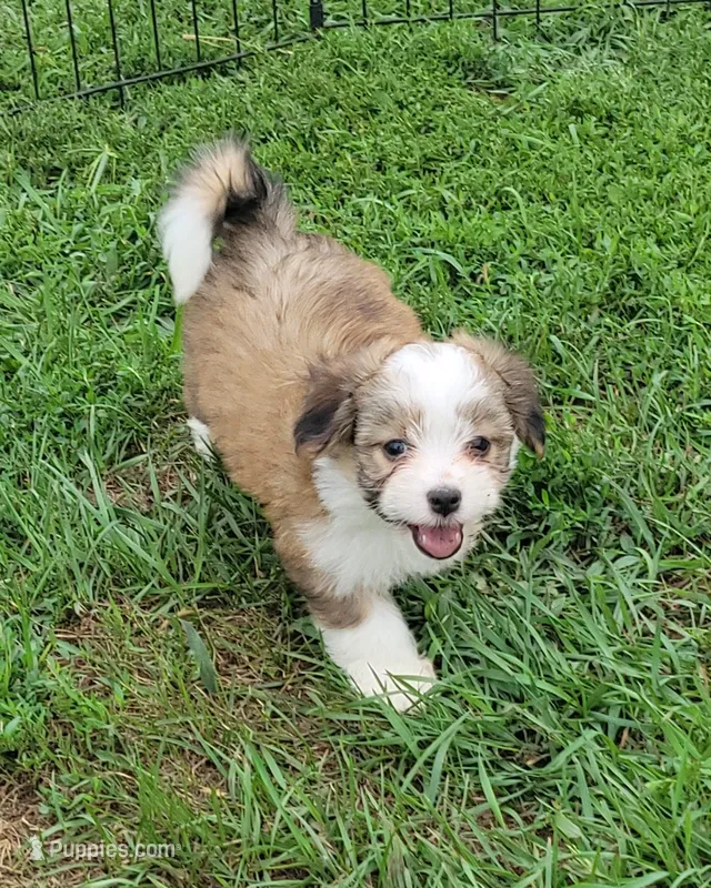 Sable F – Maltese, Miniature Australian Shepherd puppy for sale in Russell, MN
