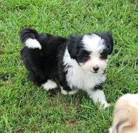 BT toy, a male Miniature Australian Shepherd for sale in Russell, MN – 4 of 9