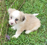 Red merle female, a female Miniature Australian Shepherd for sale in Russell, MN – 2 of 5
