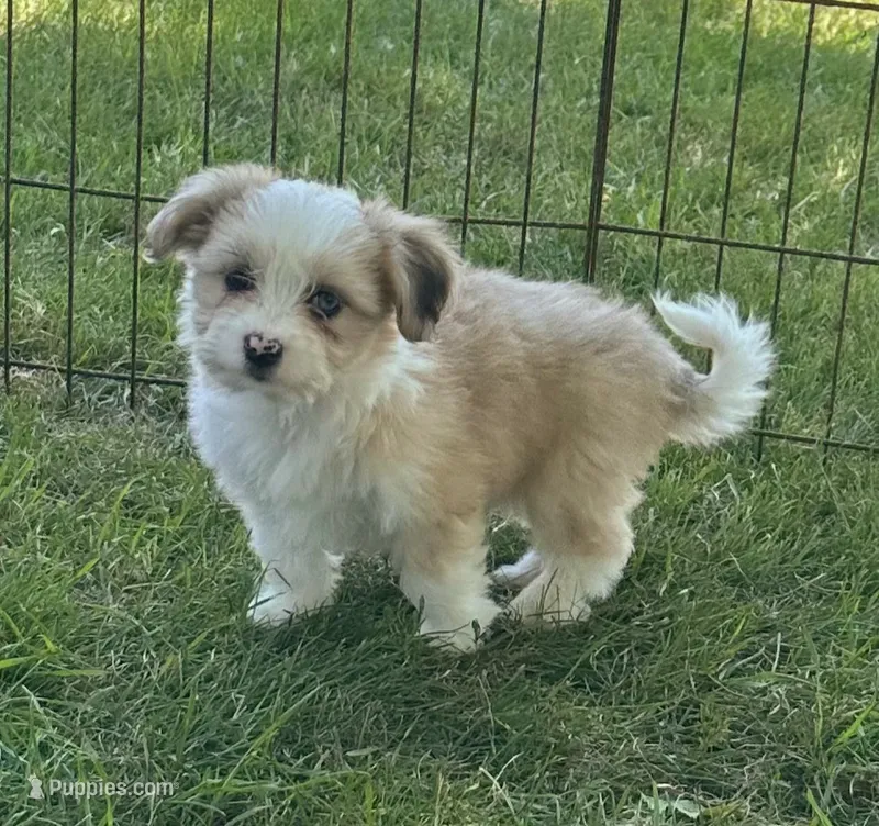 Red merle female – Miniature Australian Shepherd puppy for sale in Russell, MN