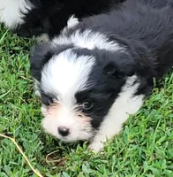 Black male 3, a male Miniature Australian Shepherd for sale in Russell, MN – 2 of 2