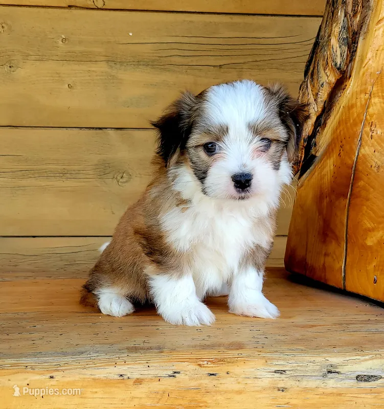 Sable F – Maltese, Miniature Australian Shepherd puppy for sale in Russell, MN