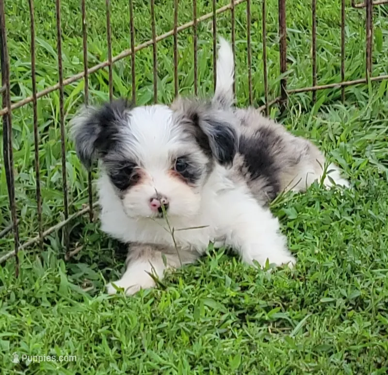 Blue Merle F – Maltese, Miniature Australian Shepherd puppy for sale in Russell, MN