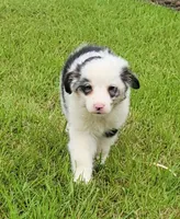 Blue merle male, a male Miniature Australian Shepherd for sale in Russell, MN – 3 of 4