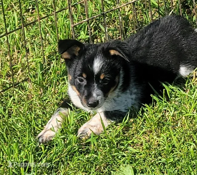 Mini Texas Heeler male – Australian Cattle Dog, Miniature Australian Shepherd puppy for sale in Russell, MN