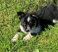 Mini Texas Heeler male, a male Australian Cattle Dog and Miniature Australian Shepherd for sale in Russell, MN – 1 of 3