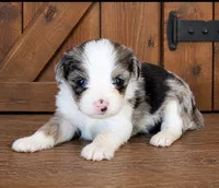 Blue Merle F, a female Maltese and Miniature Australian Shepherd for sale in Russell, MN – 2 of 3