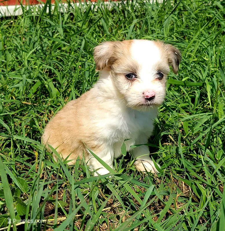 Red merle female – Maltese, Miniature Australian Shepherd puppy for sale in Russell, MN