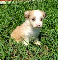 Red merle female, a female Maltese and Miniature Australian Shepherd for sale in Russell, MN – 1 of 2