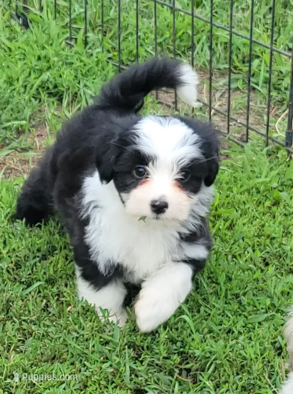 Black male – Maltese, Miniature Australian Shepherd puppy for sale in Russell, MN