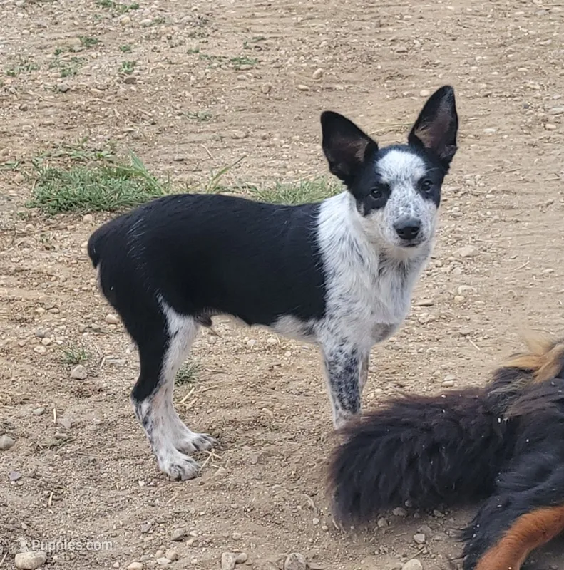 Mini Texas Heeler male – Australian Cattle Dog, Miniature Australian Shepherd puppy for sale in Russell, MN