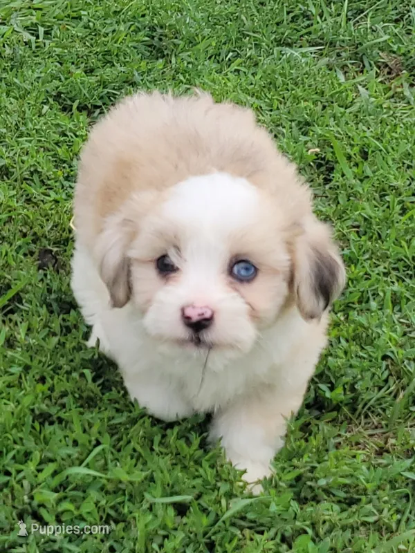 Red merle female – Maltese, Miniature Australian Shepherd puppy for sale in Russell, MN