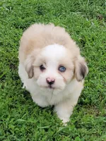 Red merle female, a female Miniature Australian Shepherd for sale in Russell, MN – 1 of 5
