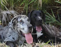 Boston Rob , a male Great Dane for sale in Palm Coast, FL – Photo 5 of 5