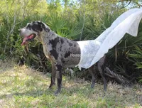 Boston Rob , a male Great Dane for sale in Palm Coast, FL – Photo 4 of 5