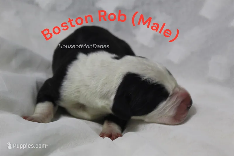 Boston Rob  – Great Dane puppy for sale in Palm Coast, FL
