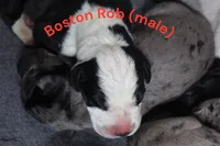 Boston Rob , a male Great Dane for sale in Palm Coast, FL – Photo 2 of 5